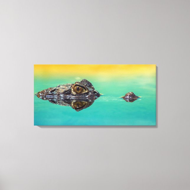 Crocodile on Still Body of Water Canvas Print (Front)