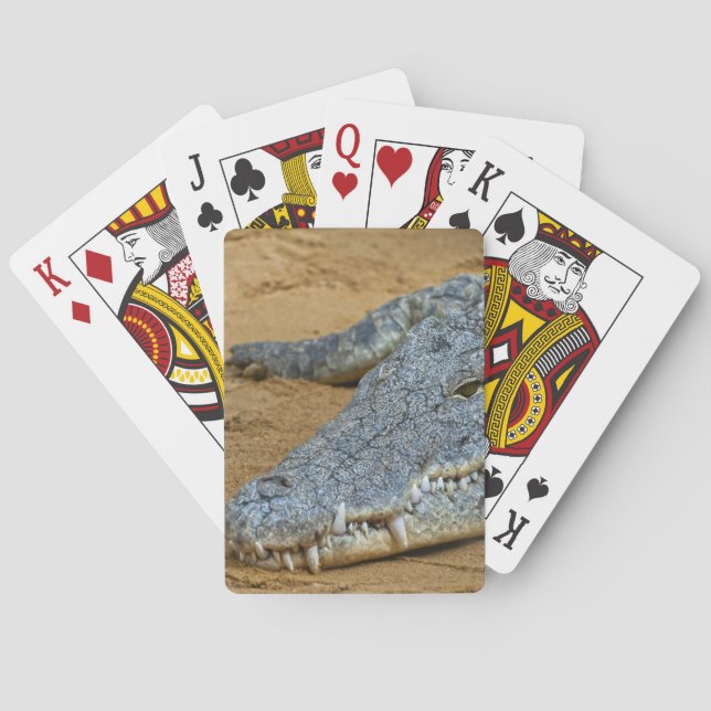 Crocodile Playing Cards (Back)