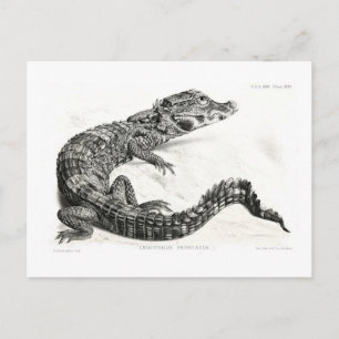 Crocodile Postcard