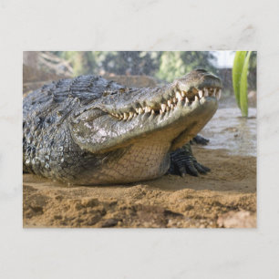 crocodile postcard