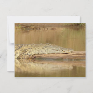 Crocodile postcard