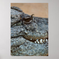 Crocodile