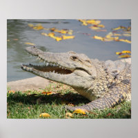Crocodile