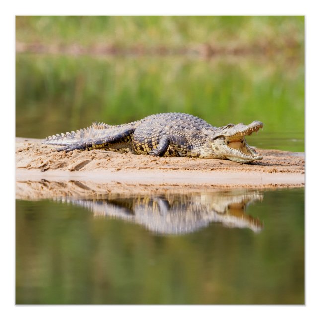 Crocodile Poster (Front)