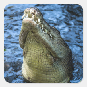 Crocodile Teeth Water Square Sticker
