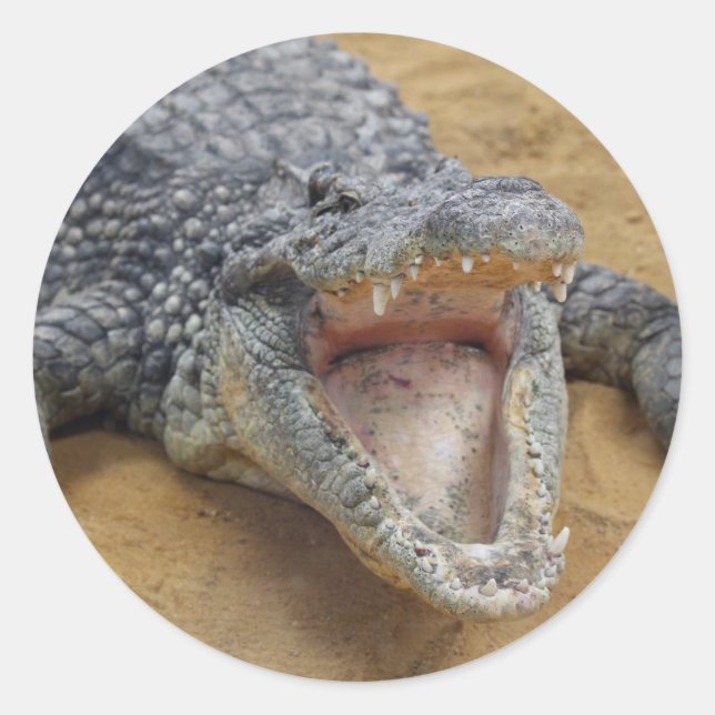 Crocodile with Jaws Wide Open Close-up Classic Round Sticker (Front)
