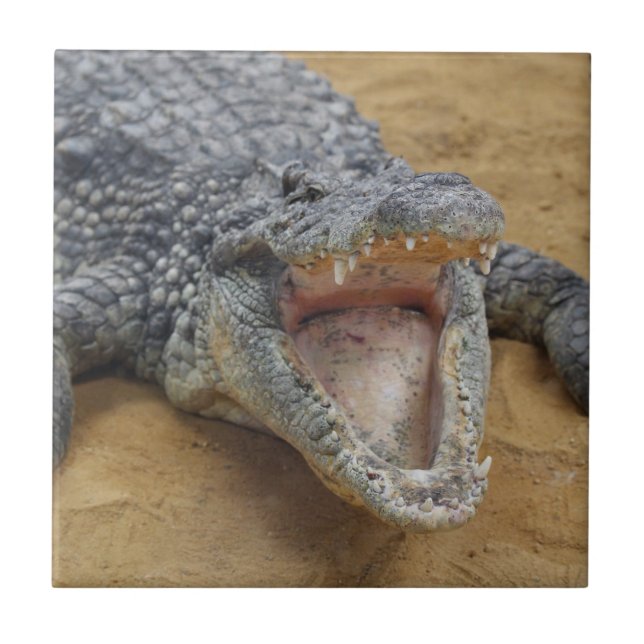 Crocodile with Jaws Wide Open Close-up Tile (Front)