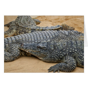 Crocodiles