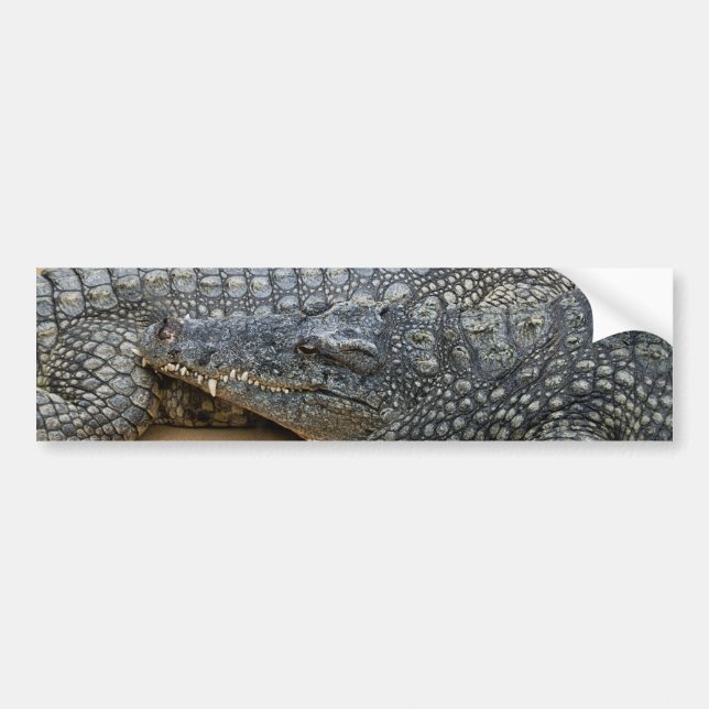 Crocodiles Bumper Sticker (Front)