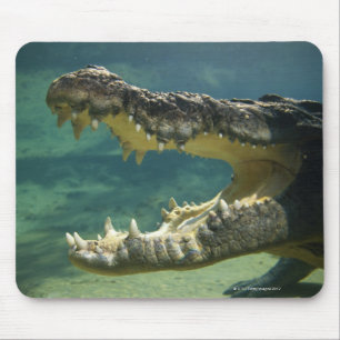 Crocodiles open mouth mouse pad
