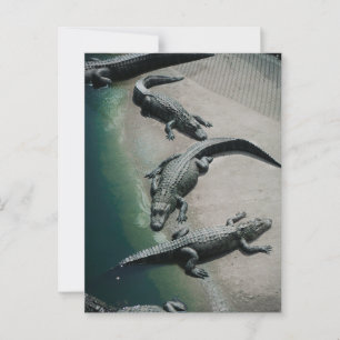 Crocodiles Resting on a Riverbank Wildlife Postcard