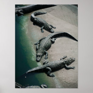 Crocodiles Resting on a Riverbank Wildlife Poster