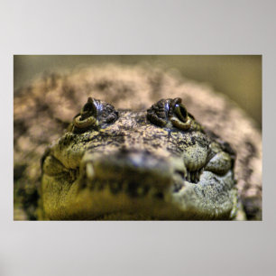 Crocodylus Moreletii Close up Poster