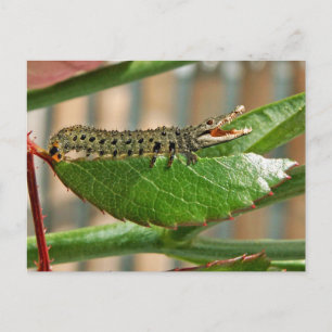 Crocopillar postcard