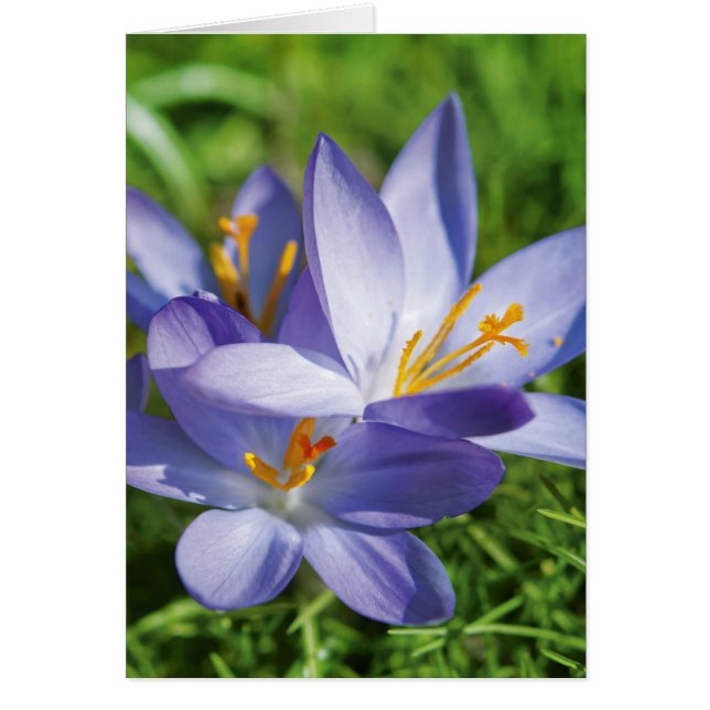 Crocus (Front)