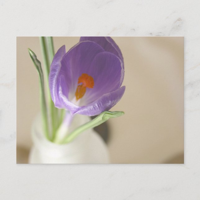 Crocus Arrangement Postcard (Front)