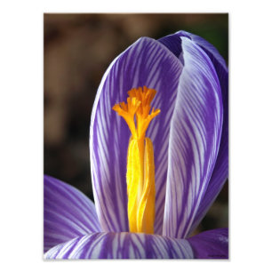 Crocus Blossom - Fine Art Print