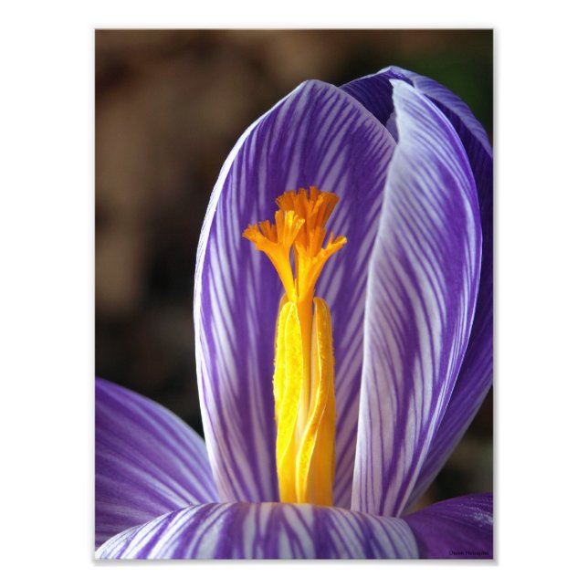 Crocus Blossom - Fine Art Print (Front)
