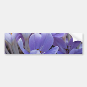 Crocus Bumper Sticker