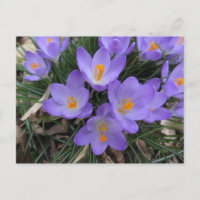 Crocus Bundle