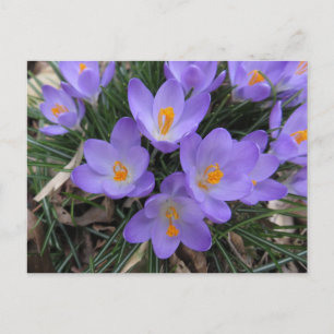Crocus Bundle Postcard