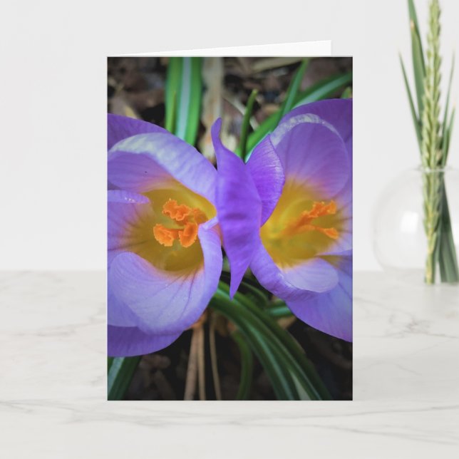 Crocus, card (Front)