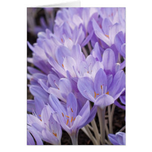 Crocus Card