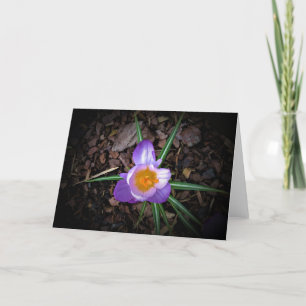 Crocus, card