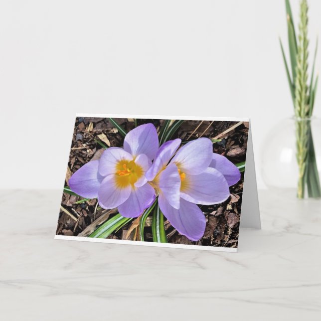 Crocus, card (Front)