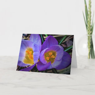 Crocus, card