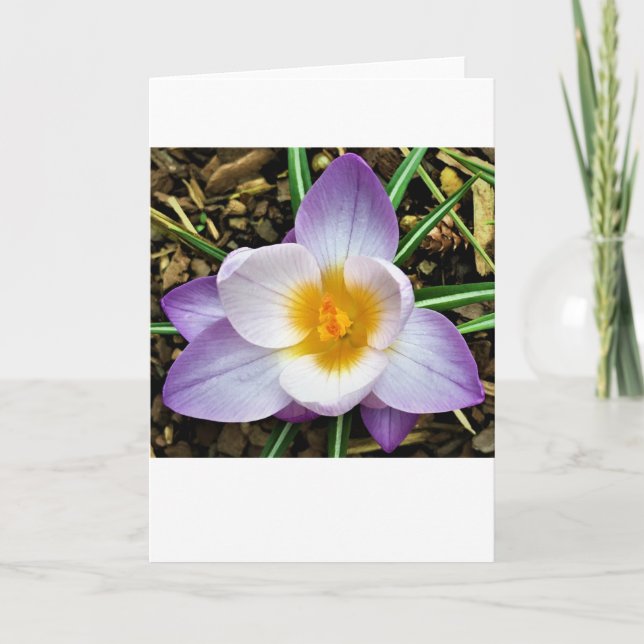 Crocus, card (Front)