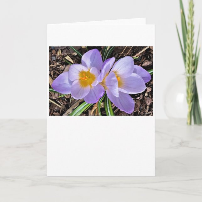 Crocus, card (Front)