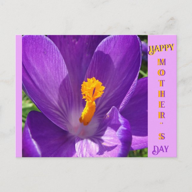 Crocus Close-Up Mother's Day Postcard (Front)
