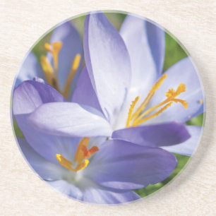 Crocus Coaster