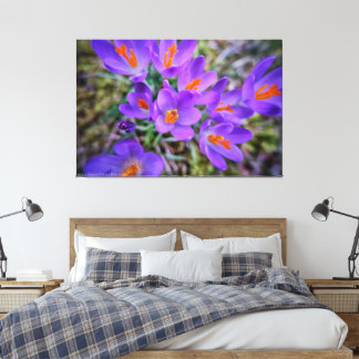 Crocus Fine Art Canvas Print