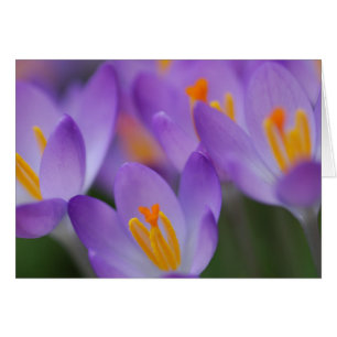 Crocus fine gentle blossoms