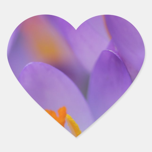 Crocus fine gentle blossoms heart sticker (Front)
