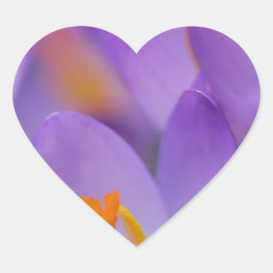 Crocus fine gentle blossoms heart sticker