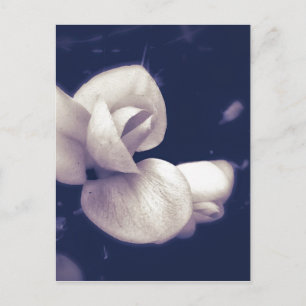 Crocus Flower Blossom in Black and White Postcard