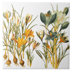 Crocus Flower Floral Botanical Tile