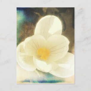 Crocus Flower Grunge Postcard