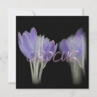 CROCUS FLOWER