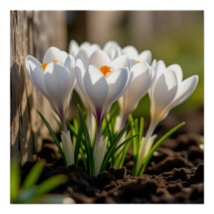 Crocus Flower Poster