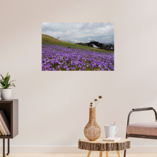 Crocus flowers at Velika Planina, Slovenia Poster