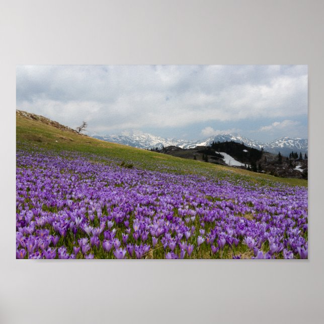 Crocus flowers at Velika Planina, Slovenia Poster (Front)