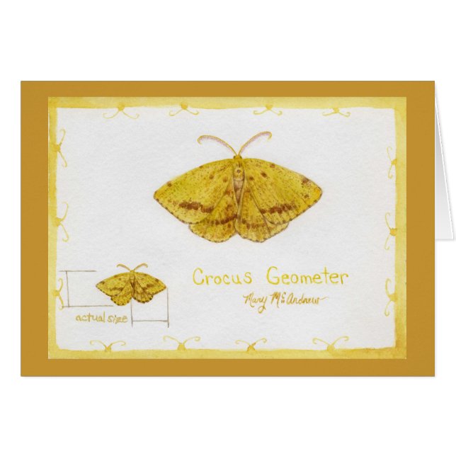 Crocus Geometer Moth watercolor (Front Horizontal)