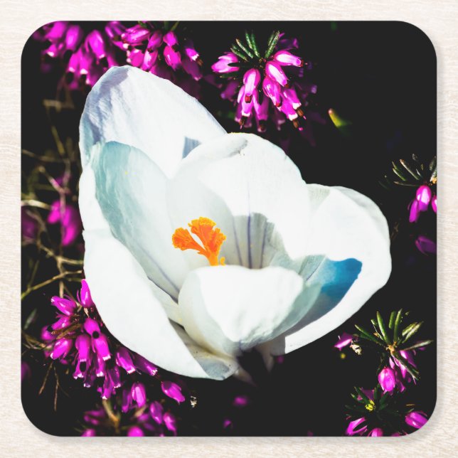 Crocus In Flower Bed Square Paper Coaster (Front)