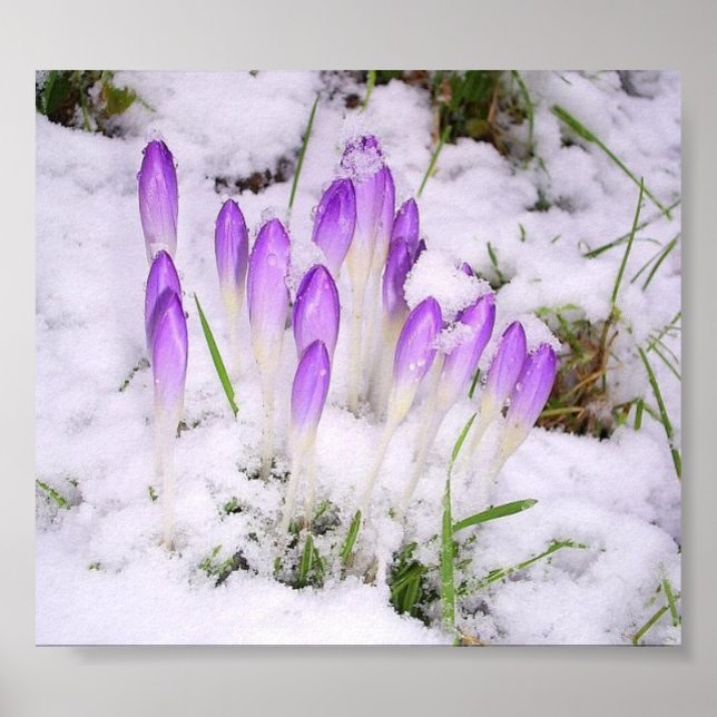 crocus in the snow poster (Front)