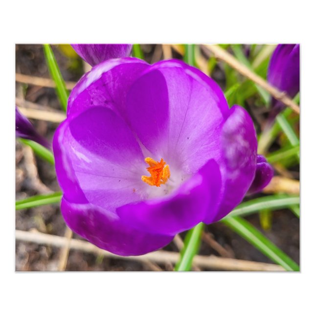 Crocus  photo print (Front)