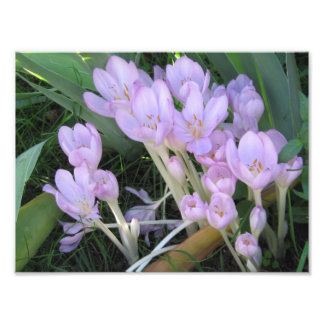 Crocus Photo Print